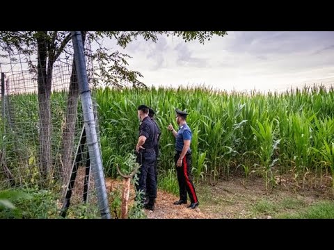 San Giuliano, trovate morte in un campo di granturco due donne: il video dal luogo della tragedia
