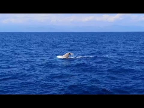 Savona, il raro esemplare di capodoglio bianco avvistato dalla barca