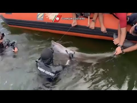 Cucciolo di delfino rimane intrappolato in una rete a Cagliari: il video del salvataggio della…