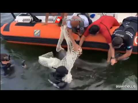 Cucciolo di delfino in una rete: salvato dalla Guardia Costiera