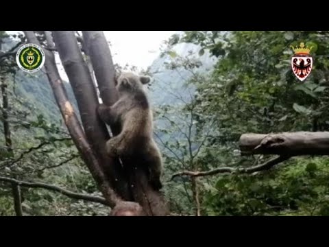 Cucciolo di orso resta incastrato tra due alberi: il video del salvataggio