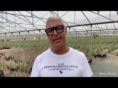 In Salento l’esperienza Naturalis, tra Aloe e vacanza slow trip