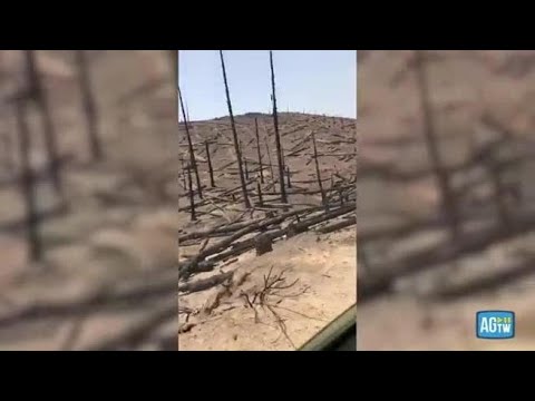 Roghi in Calabria, l’impressionante devastazione nel Parco dell’Aspromonte