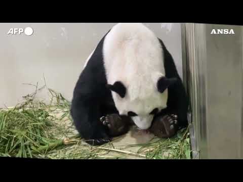 Nasce un cucciolo di panda allo zoo di Singapore, e’ il primo da inseminazione artificiale