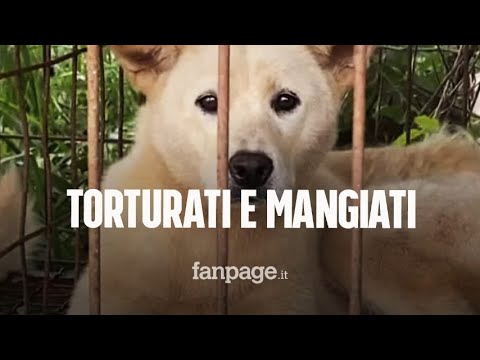 Cani maltrattati, macellati e serviti al ristorante: chiuso allevamento-lager