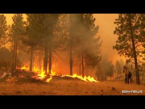 Continua la lotta della California per salvare le sequoie giganti