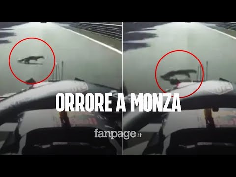 Orrore nel GP di Monza, Verstappen abbatte un animale in pieno rettilineo