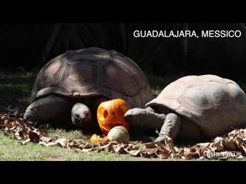 In Messico e Guatemala Halloween anche per gli animali dello zoo