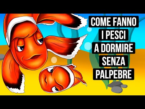 Perché i Pesci non Hanno le Palpebre e Come Dormono?