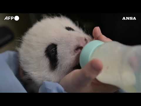 Francia, due cuccioli di panda riabbracciano la mamma a due mesi dal parto