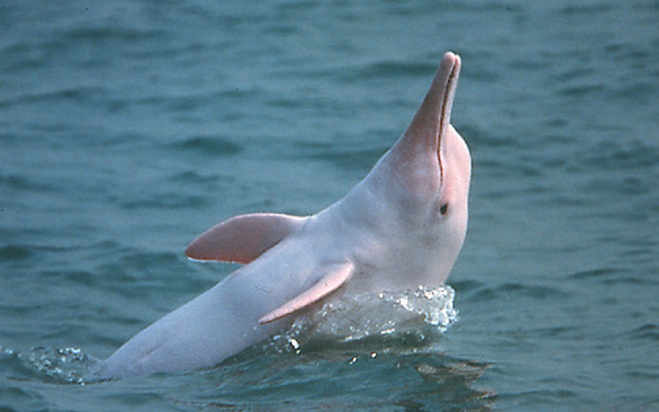 Animali estinti: il Delfino del Fiume Azzurro