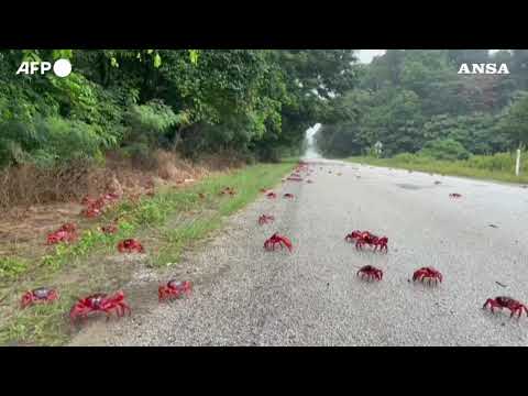 Australia, la straordinaria migrazione di milioni di granchi sull’isola di Natale
