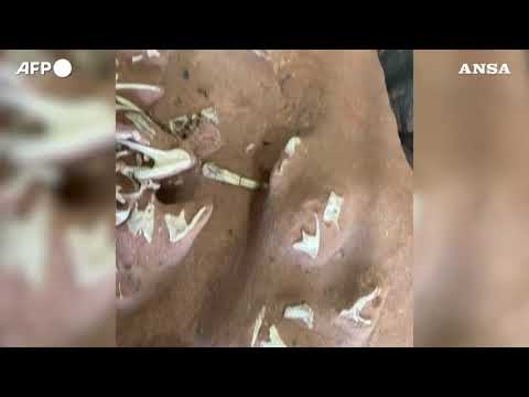 Brasile, ritrovate ossa di una rara specie di dinosauro