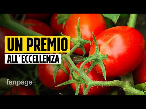 “Pomodorino d’oro”: dalla terra alla tavola, Mutti premia l’eccellenza