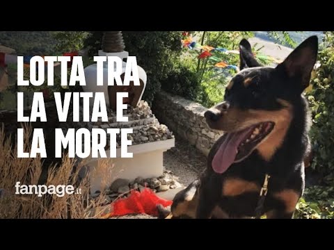 Jack, lotta tra la vita e la morte: avvelenato il cane che salva vite a sciatori ed escursionisti