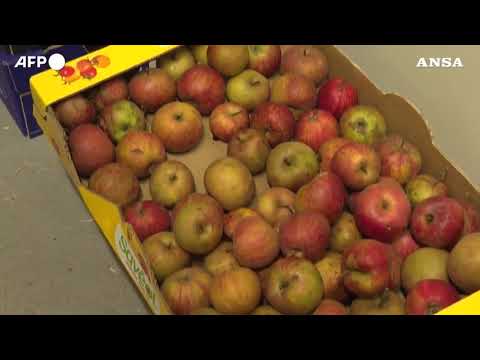 Francia, apre la prima “casa di riposo” in Europa per gli elefanti di zoo e circhi