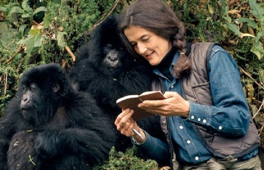 I gorilla nella nebbia di Dian Fossey – L’inaugurazione del Regio di Torino – La prima guerra di mafia
