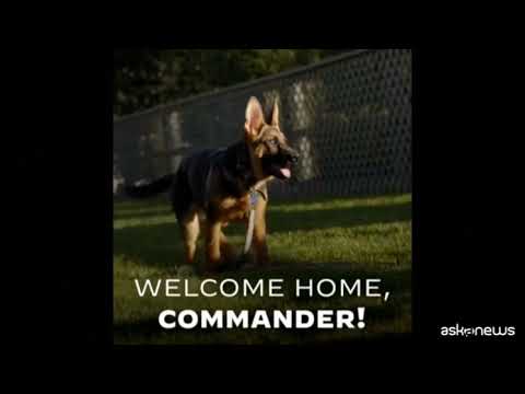 Usa, Joe Biden presenta sui social il nuovo cane: ecco Comandante