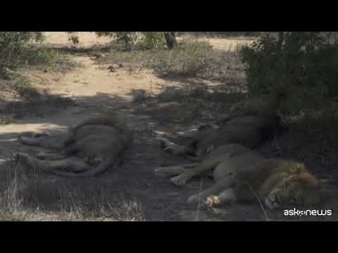 Troppi leoni, in Sudafrica si ricorre al controllo delle nascite
