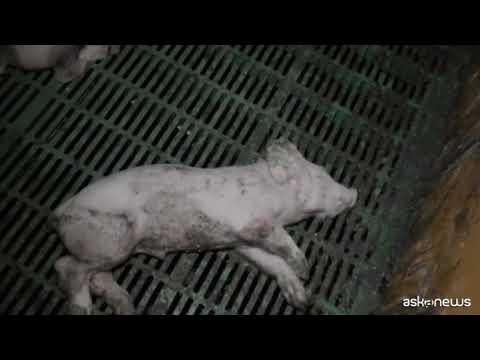 Allevamenti lager di maiali, le immagini choc dalla Francia