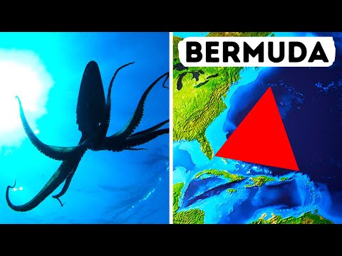 I Calamari Giganti Possono Risolvere il Mistero del Triangolo delle Bermuda