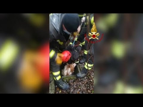 Perugia: il salvataggio di un cagnolino caduto in un pozzo, il pompiere a testa in giù per…