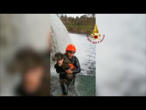 Pistoia, il cane è bloccato nel fiume: il salvataggio dei vigili del fuoco