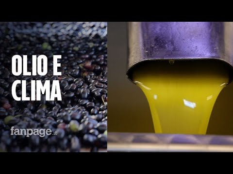 Olio extravergine d’oliva a rischio, l’allarme degli agricoltori: “Si temono danni alla qualità”