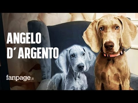 Runa, la cucciola di 4 mesi che ha salvato una donna in fin di vita in strada