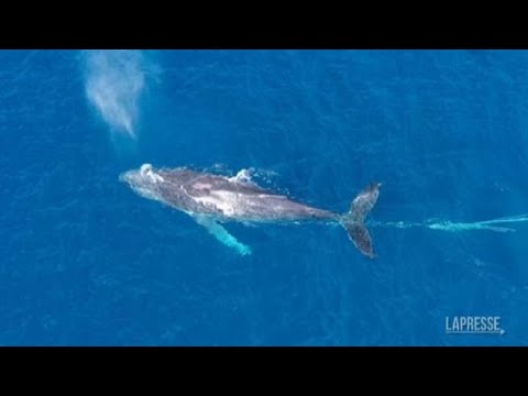 Hawaii: balena impigliata in un cavo di oltre 600 metri al largo della costa