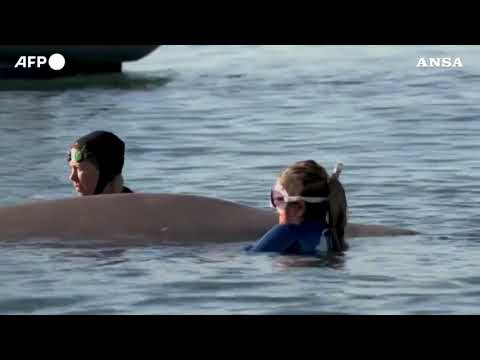 Atene, il salvataggio di una piccola balena arenata sulla costa greca