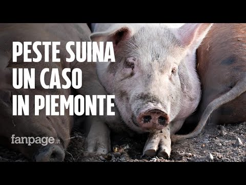 Peste suina, un caso in Piemonte, rischio epidemia: ma la malattia non si trasmette all’uomo