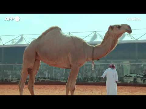 Le donne saudite partecipano a un concorso di bellezza per cammelli nel deserto