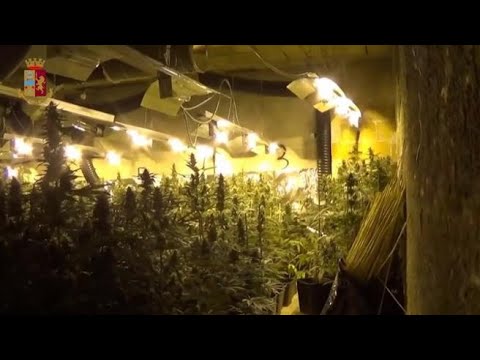 Coltivava 1.400 piante di canapa indiana: un arresto a Frosinone