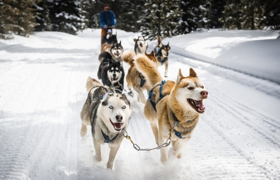 La leggendaria impresa dei Siberian husky