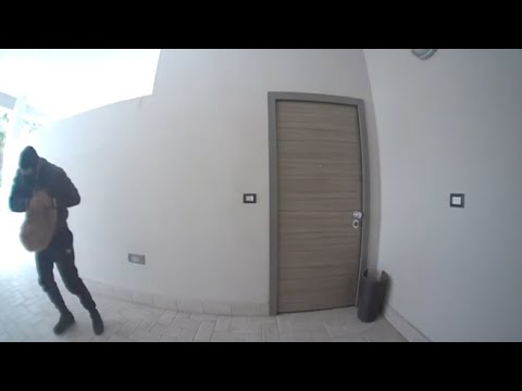 «Ci hanno rubato il cane, aiutateci a ritrovarlo», il video del furto e l’appello