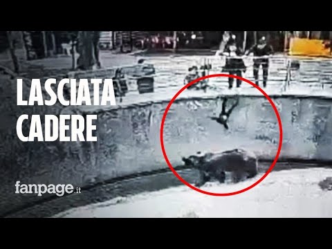 Orrore allo zoo, mamma lascia cadere figlia di 3 anni nella gabbia dell’orso