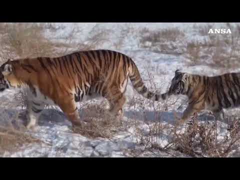 Cina: aumenta popolazione tigri siberiane selvatiche tramite allevamento in cattivita’