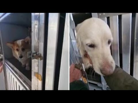 Due volontari italiani salvano 60 cani (25 cuccioli): dall’Ucraina verso Perugia su un furgone