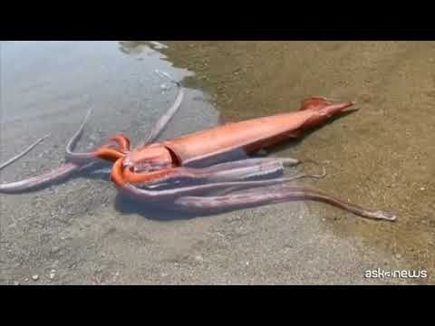 In Giappone un calamaro gigante vivo in spiaggia