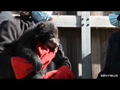 Gli orsetti del parco di Rhodes in Francia: pesati e vermifugati