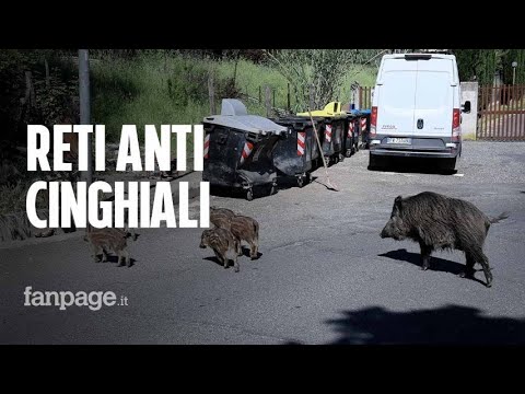 A Monte Mario arrivano le reti per fermare i cinghiali: “Mettiamo in sicurezza la zona”