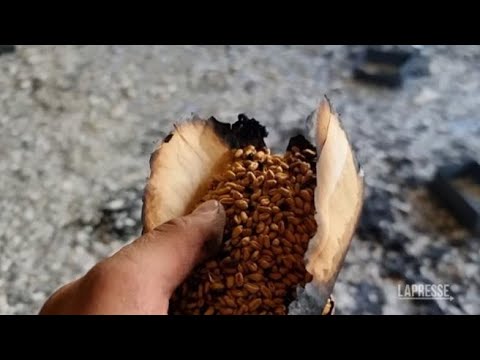 Ucraina: distrutta da bombardamenti russi la banca dei semi di Kharkiv