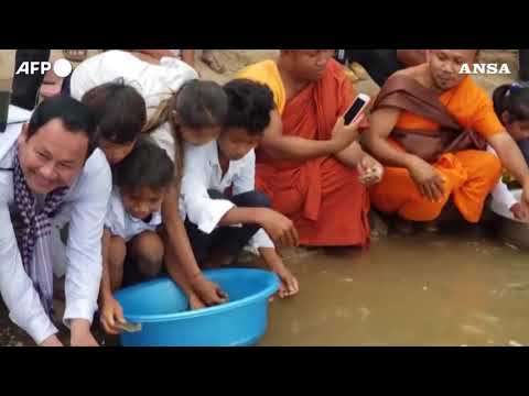 Cambogia, rilasciati nel fiume cuccioli di tartaruga gigante in via di estinzione