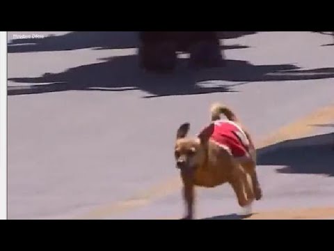 2 giugno, alla sfilata dei reparti a cavallo anche il cane mascotte «Briciola»