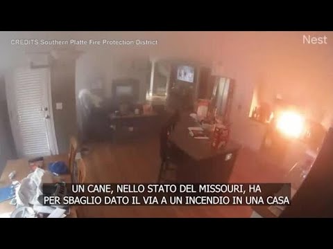 Cane appicca un incendio per sbaglio, salvato dai pompieri