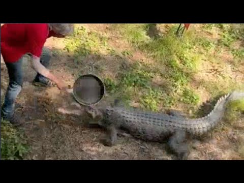 Un coccodrillo si avvicina al suo pub, uomo lo caccia a padellate