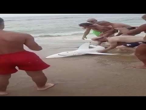 Cagliari, squalo tirato fuori dal mare per i selfie