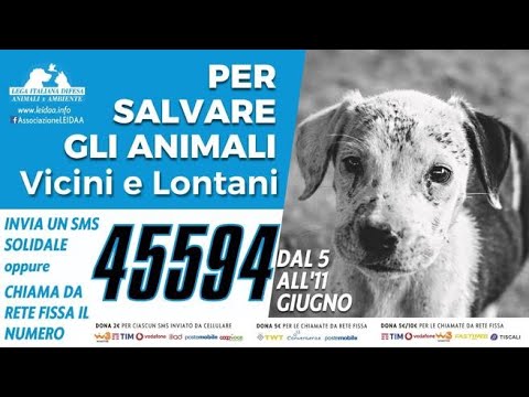 Un sms per salvare gli animali abbandonati
