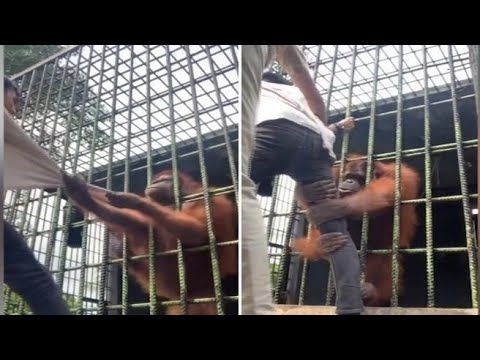 Un uomo si avvicina troppo alla gabbia e l’orango lo afferra senza lasciarlo
